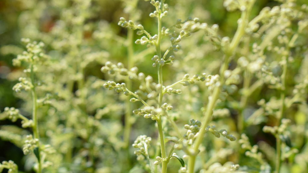 Artemisia lactiflora (Elfenraute)